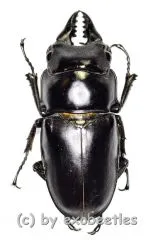 Prosopocoilus senegalensis ( 35 – 39 )