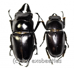 Prosopocoilus senegalensis ( M 40 – 44 ) A2
