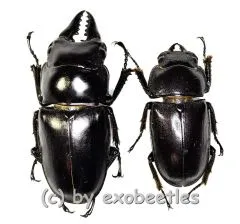 Prosopocoilus senegalensis ( M 40 – 44 ) A2