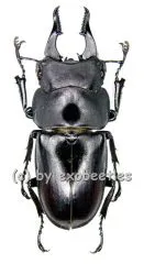 Prosopocoilus serricornis ( 30 – 34 )