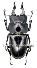 Prosopocoilus serricornis ( 30 – 34 )