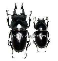 Prosopocoilus serricornis ( M 40 – 44 )