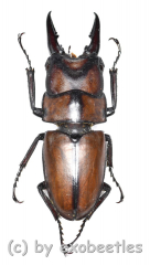 Prosopocoilus suturalis ( 20 – 24 )