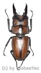 Prosopocoilus suturalis ( 20 – 24 )