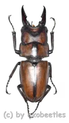 Prosopocoilus suturalis ( 20 – 24 )