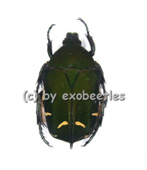 Protaetia ( Euprotaetia ) boholica