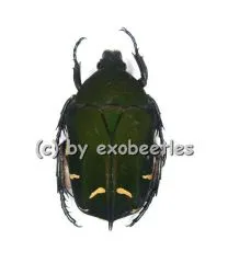 Protaetia ( Euprotaetia ) boholica ( 20 - 29 )