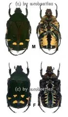 Protaetia ( Euprotaetia ) boholica A2