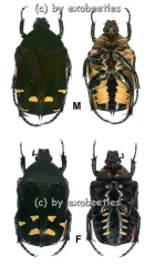 Protaetia ( Euprotaetia ) boholica