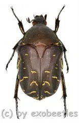 Protaetia ( Protaetia ) celebica ( 20 – 24 )
