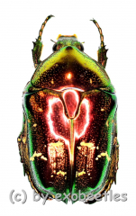 Protaetia orientalis submarmorea ( rot / grün )