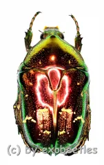 Protaetia orientalis submarmorea ( rot / grün )