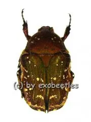 2 x Protaetia ( Netociomima ) solorensis