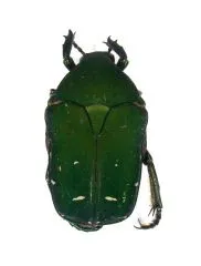 10 x Protaetia spec. #6