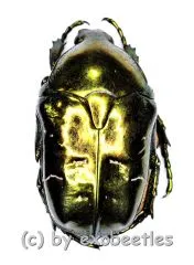 5 x Protaetia ( Liocola ) speculifera