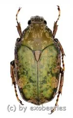 Pseudinca incoides ( 15 – 29 )