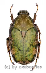 Pseudinca incoides ( 15 – 29 ) A2