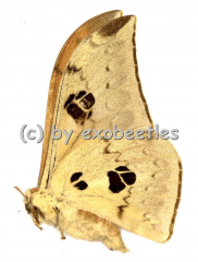 Pseudobunaea spec. A1/A-