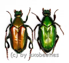 Pseudochalcothea planiuscula ( M 25 – 29 )