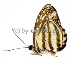 Pseudoneptis bugandensis