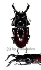 Pseudorhaetus oberthuri ( 30 - 34 ) A2