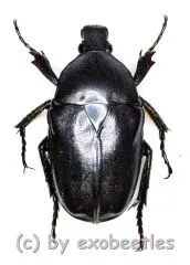 Pseudotorynorrhina fortunei ( 20 – 24 )