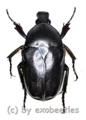 Pseudotorynorrhina fortunei ( 20 – 24 )