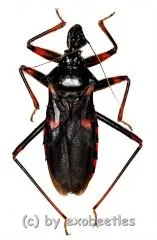 Psyttala horida ( Reduviidae ) ( 40 – 44 )