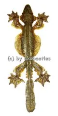 Ptychozoon kuhli ( Faltengecko ) ( 150 – 159 )