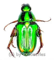 Pygora ignita ( grüne var. ) ( 10 - 19 )