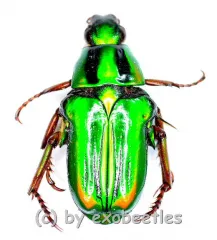 Pygora ignita ( grüne var. ) ( 10 - 19 )