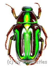 Pygora lenocinia ( 15 – 19 )