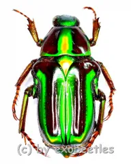 Pygora lenocinia ( 15 – 19 )