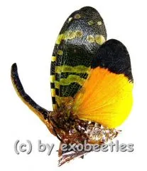 Pyrops spinolae ( schwarze Nase )