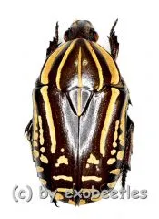 Rhabdotis bouchardi