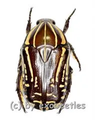 Rhabdotis bouchardi A2