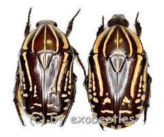 50 x Rhabdotis bouchardi