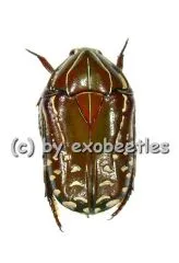 Rhabdotis sobrina sobrina ( rote var. ) ( 15 – 19 )