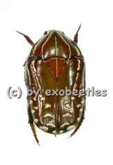 Rhabdotis sobrina sobrina ( rote var. ) ( 15 – 19 )