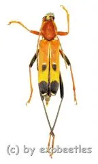 Rhaphuma placida pascoe ( 10 – 14 )