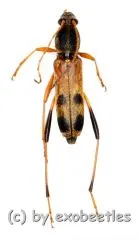 Rhaphuma tricolor ( 10 – 14 )