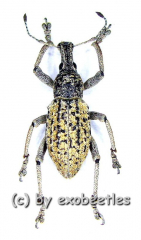 Rhinoscapha spec. #2 ( 15 – 19 )