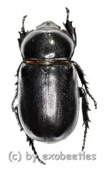 Rhizoplatys mucronatus ( 30 – 34 ) A2