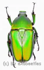 Rhomborrhina ( Pseudorhomborrhina ) fuscipes ( grün ) ( 20 – 24 )