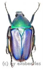 Rhomborrhina ( Pseudorhomborrhina ) fuscipes ( blau / violett ) ( 20 – 24 )