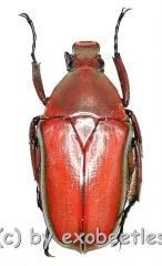 Rhomborrhina ( Pseudorhomborrhina ) fuscipes ( rot / grün ) ( 20 – 24 )