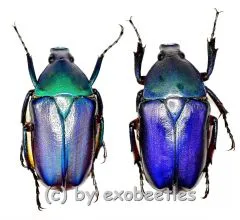 Rhomborrhina ( Pseudorhomborrhina ) fuscipes ( blau / violett ) ( M 20 – 24 )