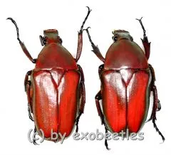 Rhomborrhina ( Pseudorhomborrhina ) fuscipes ( rot / grün ) ( 20 – 24 ) A2