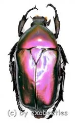 Rhomborrhina mellyi diffusa ( grün / pink ) ( 30 – 39 ) A1-