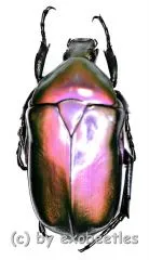 Rhomborrhina mellyi diffusa ( grün / pink ) ( 30 – 39 )